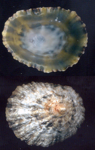 Patella intermedia